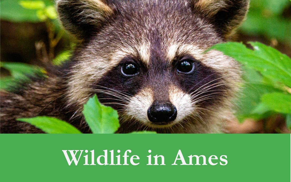 Wildlife in Ames Banner Photo