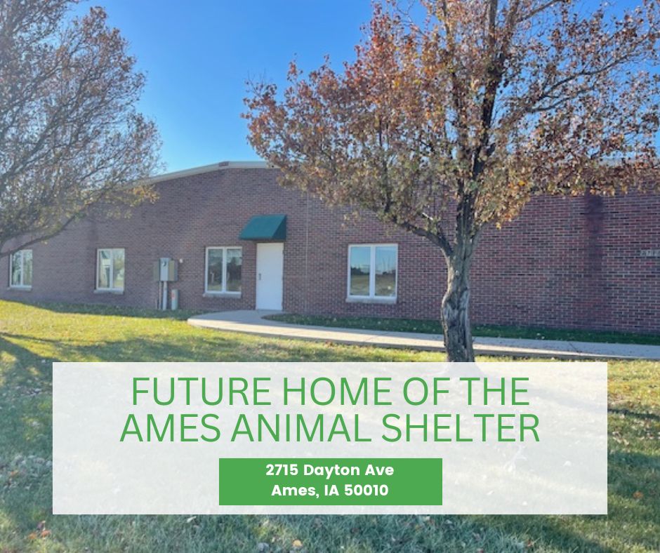 New Shelter